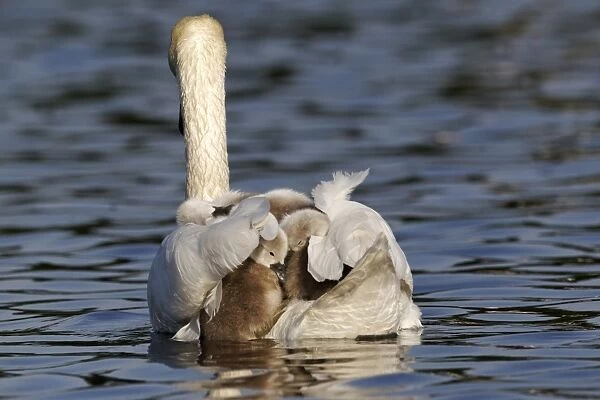 Mute Swan (Cygnus olor) adult female, carrying cygnets on back, swimming, Bushy Park, Richmond upon Thames, London