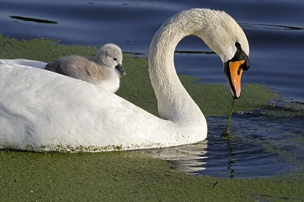 Mute Swan (Cygnus olor) adult female, carrying cygnet on back, swimming amongst duckweed, Bushy Park