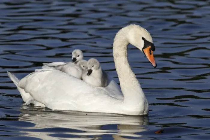 Framed Print : Mute Swan (Cygnus olor) adult female, carrying cygnets on back, swimming, Bushy Park, Richmond upon Thames, London Framed Print : Mute Swan (Cygnus olor) adult female, carrying cygnets on back, swimming, Bushy Park, Richmond upon Thames, London