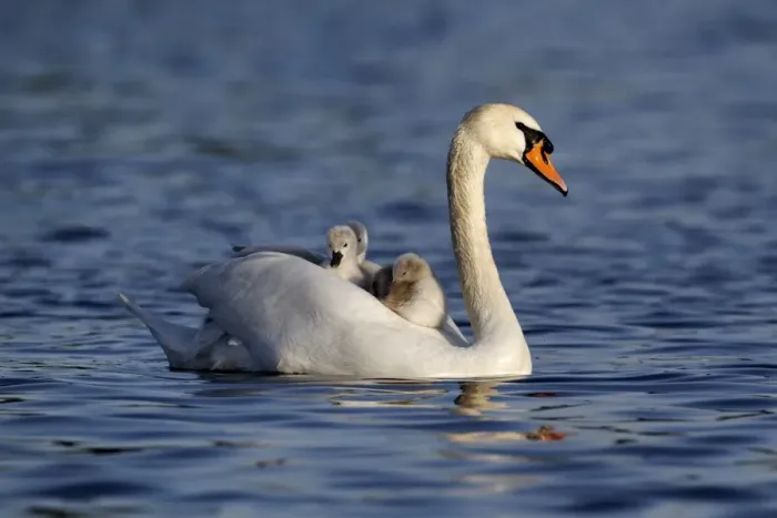 Framed Print : Mute Swan (Cygnus olor) adult female, carrying cygnets on back, swimming, Bushy Park, Richmond upon Thames, London Framed Print : Mute Swan (Cygnus olor) adult female, carrying cygnets on back, swimming, Bushy Park, Richmond upon Thames, London