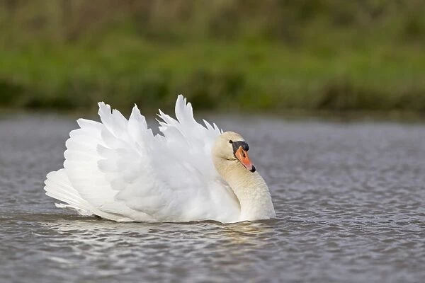 Mute Swan (Cygnus olor) adult female, swimming with wings raised in aggressive posture towards rival, Suffolk, England