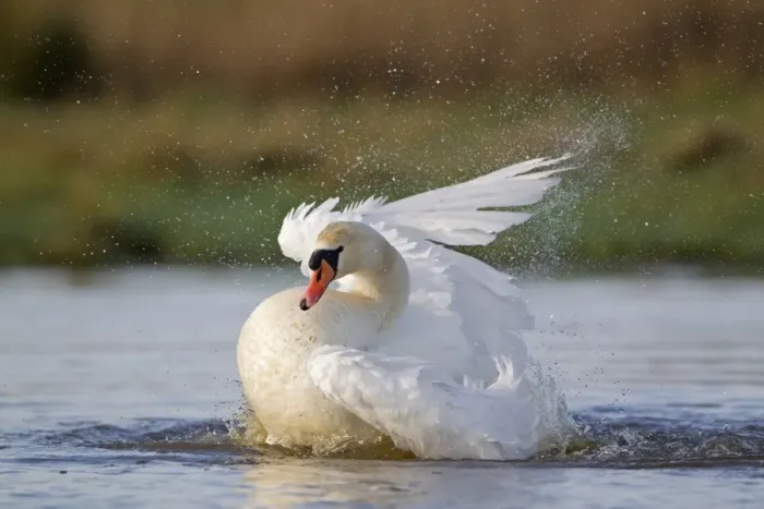 Framed Print : Mute Swan (Cygnus olor) adult female, bathing, Suffolk, England, December