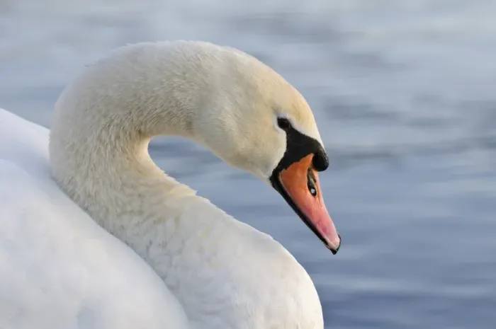 Framed Print : Mute Swan (Cygnus olor) adult female, close-up of head and neck, Southmere Lake, Thamesmead, Greenwich, London Framed Print : Mute Swan (Cygnus olor) adult female, close-up of head and neck, Southmere Lake, Thamesmead, Greenwich, London