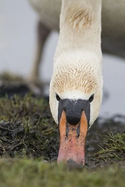 Mute Swan (Cygnus olor) adult female, close-up of head, feeding at edge of water, Suffolk, England, April