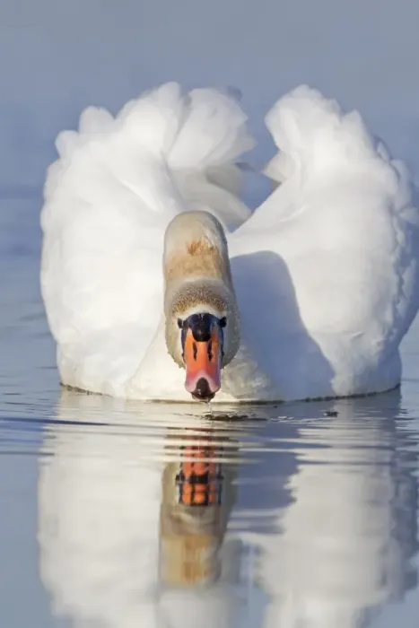 Framed Print : Mute Swan (Cygnus olor) adult female, drinking, swimming on pond, Suffolk, England, December Framed Print : Mute Swan (Cygnus olor) adult female, drinking, swimming on pond, Suffolk, England, December