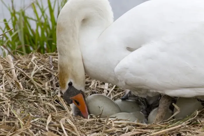 Framed Print : Mute Swan (Cygnus olor) adult female, turning eggs at nest, Suffolk, England, May Framed Print : Mute Swan (Cygnus olor) adult female, turning eggs at nest, Suffolk, England, May