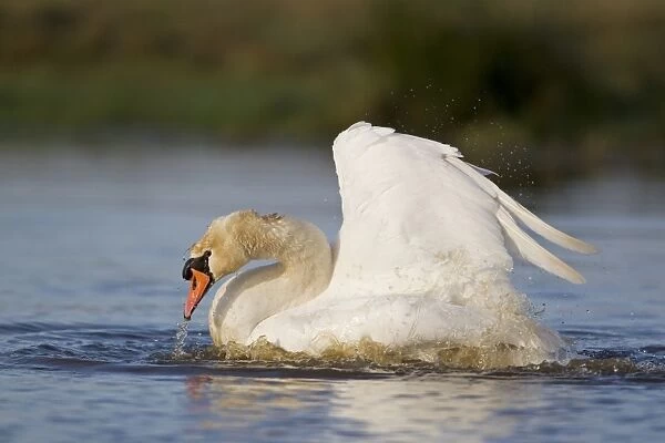 Mute Swan (Cygnus olor) adult female, bathing, Suffolk, England, December