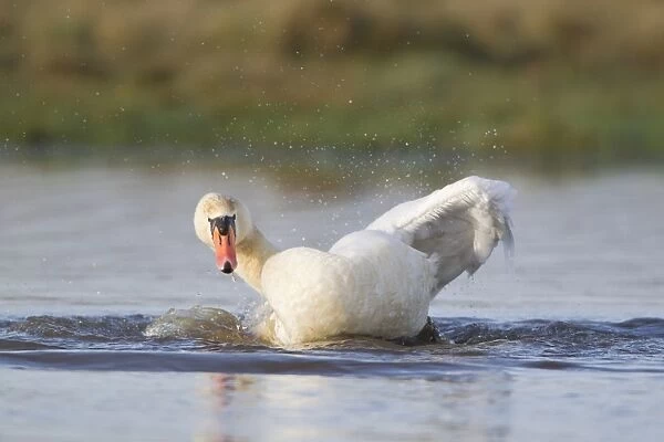 Mute Swan (Cygnus olor) adult female, bathing, Suffolk, England, December