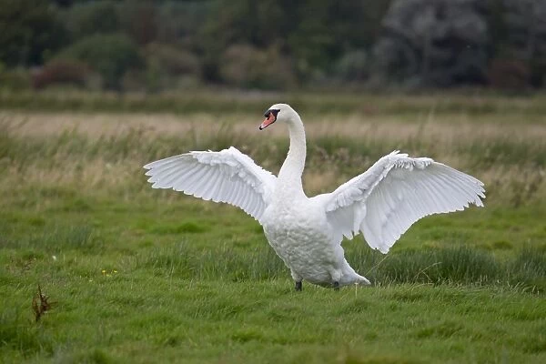 Mute Swan (Cygnus olor) adult, flapping wings, standing on grazing marsh, Suffolk, England, September
