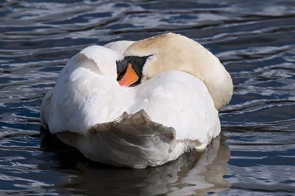 Mute Swan (Cygnus olor) adult male, sleeping on lagoon, Fairburn Ings RSPB Reserve, West Yorkshire, England, April