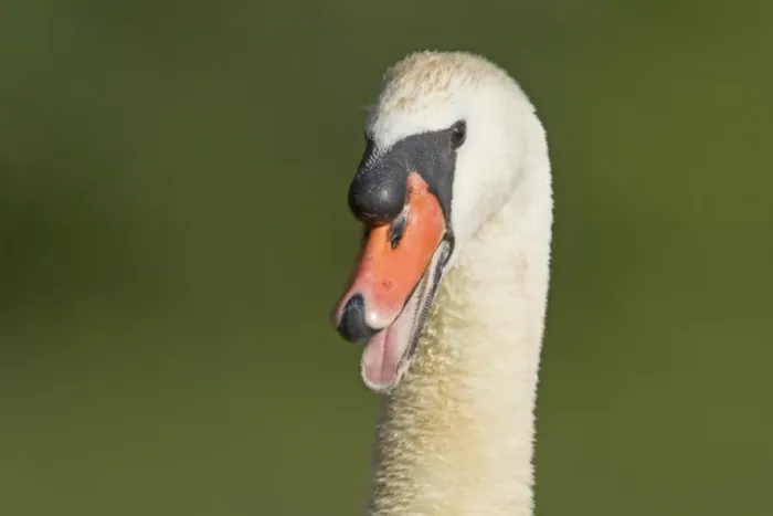 Framed Print : Mute Swan (Cygnus olor) adult male, hissing warning, close-up of head and neck, Lackford Lakes Nature Reserve, Suffolk, England, july Framed Print : Mute Swan (Cygnus olor) adult male, hissing warning, close-up of head and neck, Lackford Lakes Nature Reserve, Suffolk, England, july