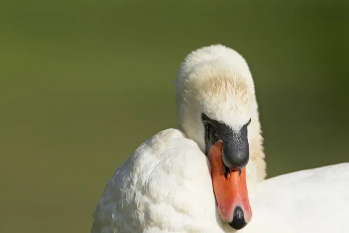 Framed Print : Mute Swan (Cygnus olor) adult male, preening, close-up of head and neck, Lackford Lakes Nature Reserve, Suffolk, England, july Framed Print : Mute Swan (Cygnus olor) adult male, preening, close-up of head and neck, Lackford Lakes Nature Reserve, Suffolk, England, july