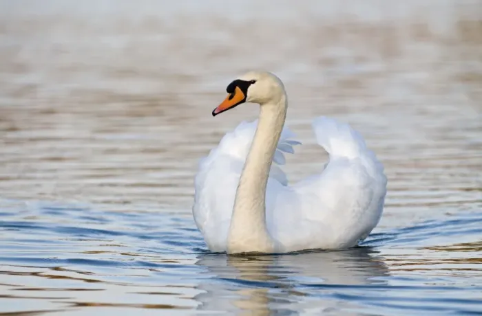 Framed Print : Mute Swan (Cygnus olor) adult male, swimming, Norfolk, England, spring