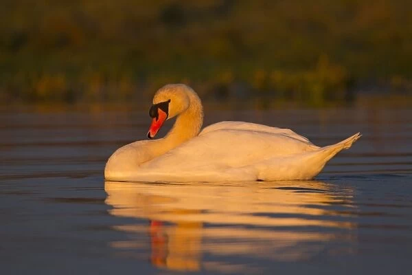 Mute Swan (Cygnus olor) adult male, swimming in morning sunlight, Suffolk, England, November