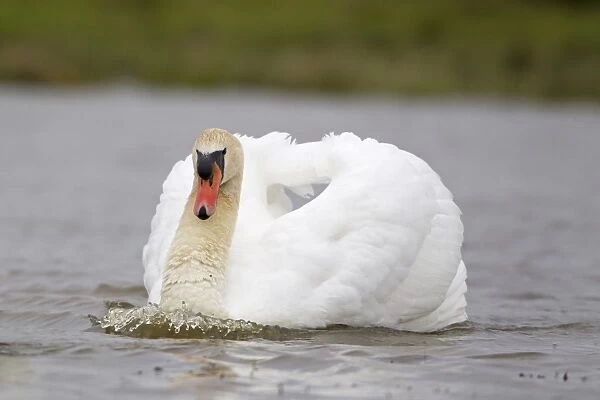 Mute Swan (Cygnus olor) adult male, swimming with wings raised in aggressive posture towards rival, Suffolk, England