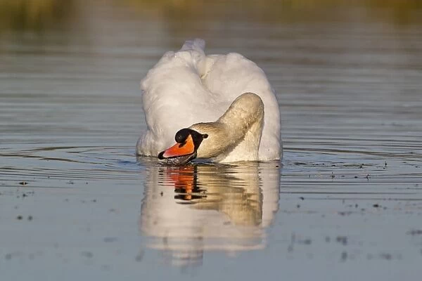 Mute Swan (Cygnus olor) adult male, swimming and surface feeding, Suffolk, England, November