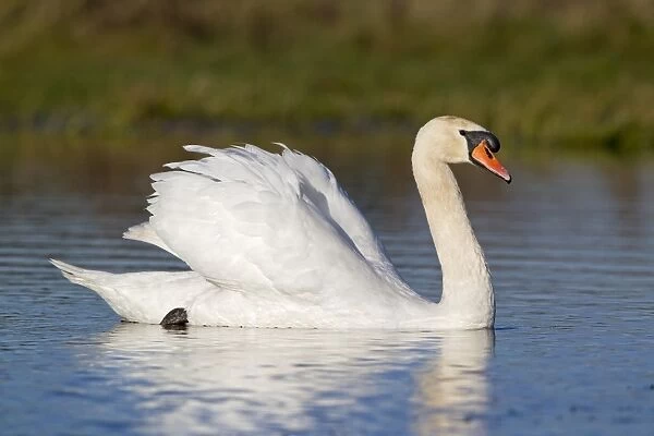 Mute Swan (Cygnus olor) adult male, swimming with raised wings, Suffolk, England, November