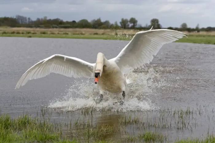 Framed Print : Mute Swan (Cygnus olor) adult male, landing on pond, Suffolk, England, May Framed Print : Mute Swan (Cygnus olor) adult male, landing on pond, Suffolk, England, May