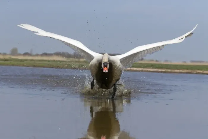 Framed Print : Mute Swan (Cygnus olor) adult male, running across water to take off, Suffolk, England, May Framed Print : Mute Swan (Cygnus olor) adult male, running across water to take off, Suffolk, England, May