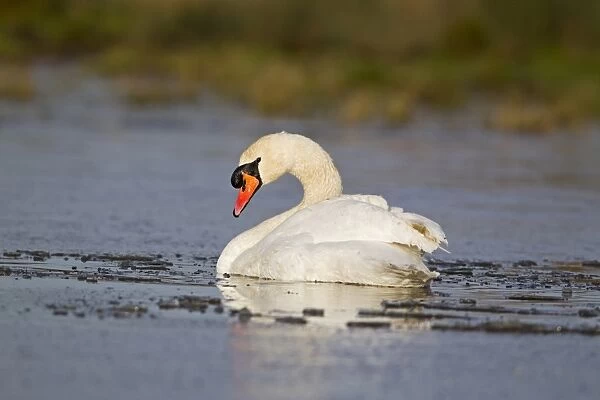 Mute Swan (Cygnus olor) adult male, swimming on partially frozen pond, Suffolk, England, December