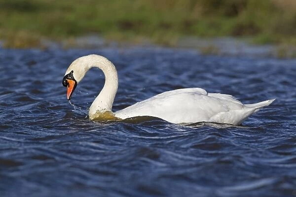 Mute Swan (Cygnus olor) adult male, swimming on pond with choppy water, Suffolk, England, December