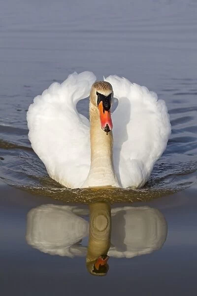 Mute Swan (Cygnus olor) adult male, with wings raised in aggressive posture, swimming in pond with reflection, Suffolk