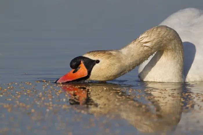 Framed Print : Mute Swan (Cygnus olor) adult male, surface feeding on wheat seeds in pond, Suffolk, England, April Framed Print : Mute Swan (Cygnus olor) adult male, surface feeding on wheat seeds in pond, Suffolk, England, April