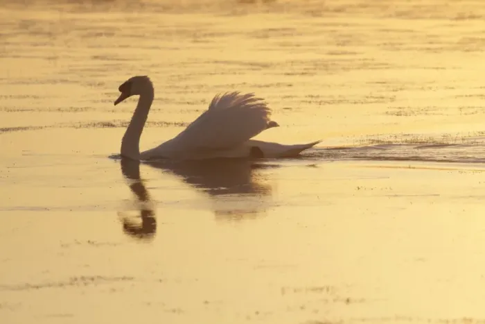 Framed Print : Mute Swan (Cygnus olor) adult male, swimming, silhouetted at sunset, West Yorkshire, England, July Framed Print : Mute Swan (Cygnus olor) adult male, swimming, silhouetted at sunset, West Yorkshire, England, July