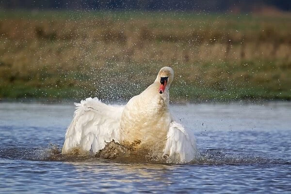 Mute Swan (Cygnus olor) adult male, bathing, Suffolk, England, December
