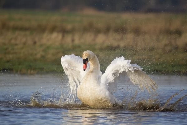 Mute Swan (Cygnus olor) adult male, bathing, Suffolk, England, December