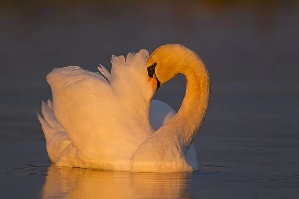 Mute Swan (Cygnus olor) adult male, preening, swimming in morning sunlight, Suffolk, England, November