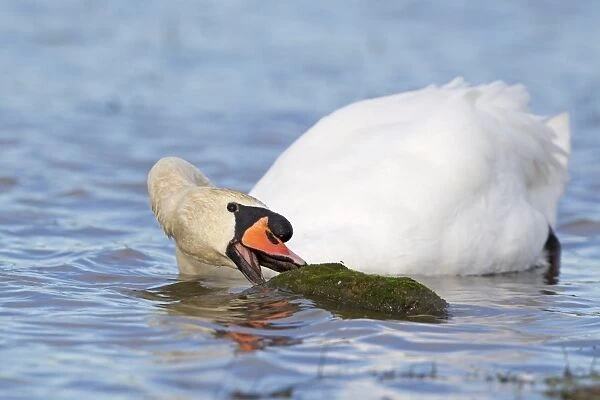 Mute Swan (Cygnus olor) adult male, swimming, feeding on moss on partly submerged rock, Suffolk, England, November
