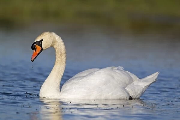 Mute Swan (Cygnus olor) adult male, swimming, raising head out of water, Suffolk, England, November