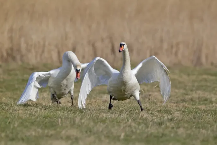 Framed Print : Mute Swan (Cygnus olor) two adult males, one chasing other rival from territory on grazing marsh, Suffolk, England Framed Print : Mute Swan (Cygnus olor) two adult males, one chasing other rival from territory on grazing marsh, Suffolk, England