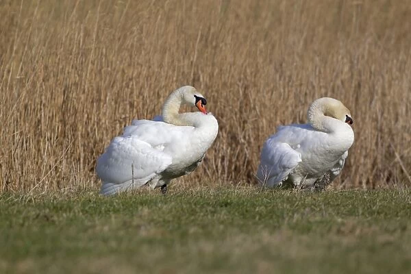 Mute Swan (Cygnus olor) two adult males, parallel walking before comitting to fight