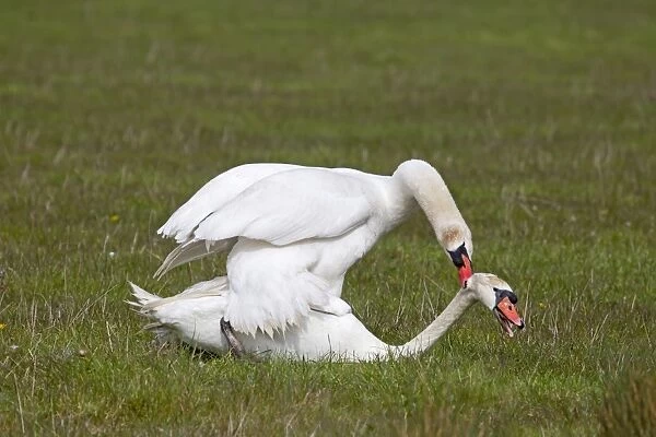 Mute Swan (Cygnus olor) two adult males, fighting, dominant male biting others head, Suffolk, England, april
