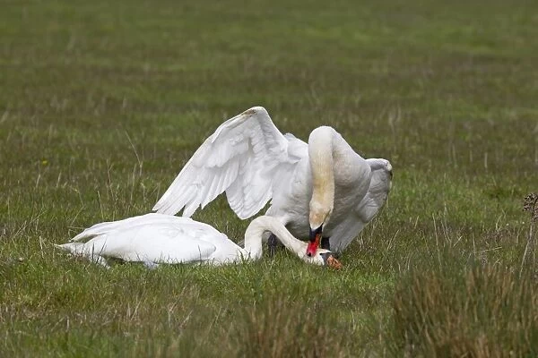 Mute Swan (Cygnus olor) two adult males, fighting, dominant male biting others head, Suffolk, England, april