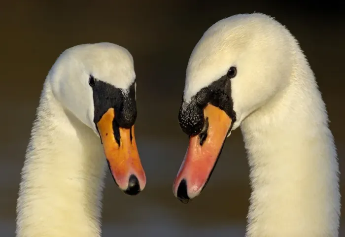 Framed Print : Mute Swan (Cygnus olor) adult pair, in courtship display, close-up of heads, Nottinghamshire, England, february Framed Print : Mute Swan (Cygnus olor) adult pair, in courtship display, close-up of heads, Nottinghamshire, England, february