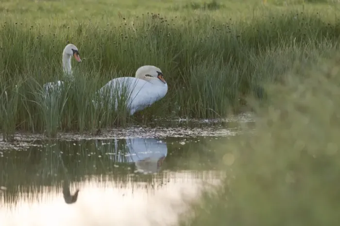 Framed Print : Mute Swan (Cygnus olor) adult pair, nesting at edge of dyke in coastal grazing marsh at sunrise, Elmley Marshes N. N. R. North Kent Marshes, Isle of Sheppey, Kent, England, may