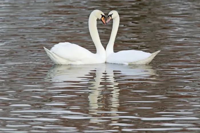 Framed Print : Mute Swan (Cygnus olor) adult pair, in courtship display on water, Caerlaverock W. W. T. Dumfries, Scotland, january Framed Print : Mute Swan (Cygnus olor) adult pair, in courtship display on water, Caerlaverock W. W. T. Dumfries, Scotland, january