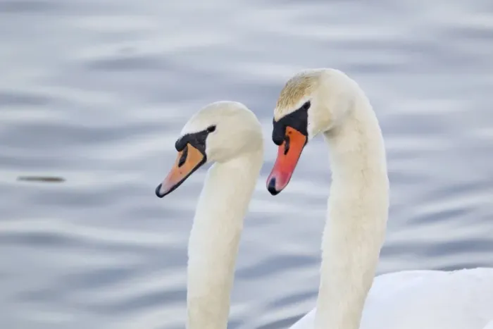 Framed Print : Mute Swan (Cygnus olor) adult pair, close-up of heads and necks, in courtship display on water, Caerlaverock W. W. T Framed Print : Mute Swan (Cygnus olor) adult pair, close-up of heads and necks, in courtship display on water, Caerlaverock W. W. T