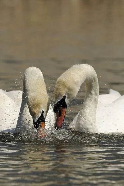 Mute Swan (Cygnus olor) adult pair, dipping heads into water in unison, courtship behaviour on water, Oxfordshire