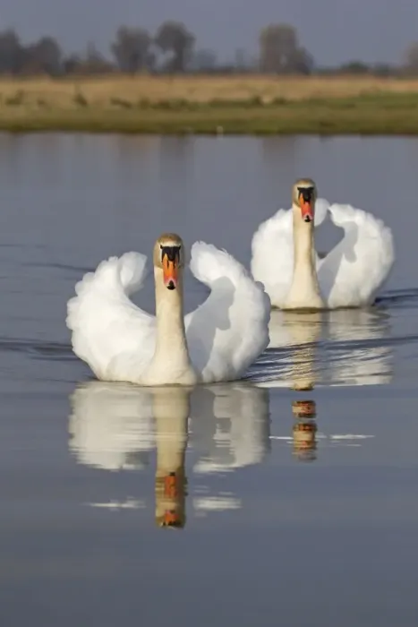 Framed Print : Mute Swan (Cygnus olor) adult pair, with wings raised in aggressive posture, swimming in pond with reflection, Suffolk Framed Print : Mute Swan (Cygnus olor) adult pair, with wings raised in aggressive posture, swimming in pond with reflection, Suffolk