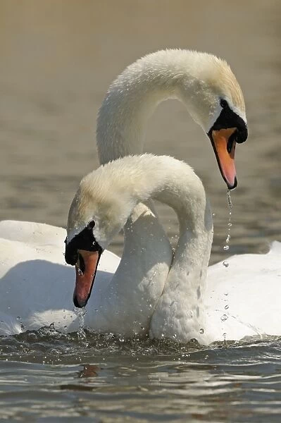Mute Swan (Cygnus olor) adult pair, with necks entwined, courtship behaviour on water, Oxfordshire, England, May