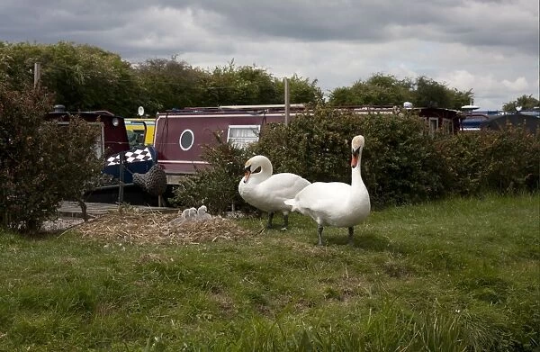 Mute Swan (Cygnus olor) adult pair with cygnets, at nest beside narrowboats on canal, Oxford Canal, Oxfordshire