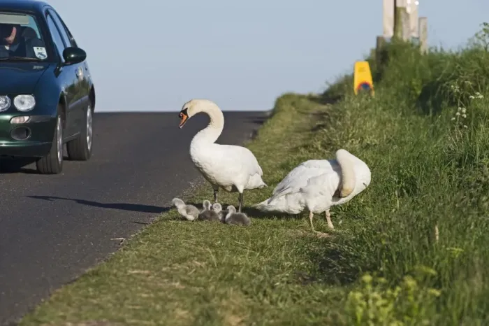Framed Print : Mute Swan (Cygnus olor) adult pair with newly hatched cygnets, on roadside verge, Cley, Norfolk, England, may Framed Print : Mute Swan (Cygnus olor) adult pair with newly hatched cygnets, on roadside verge, Cley, Norfolk, England, may