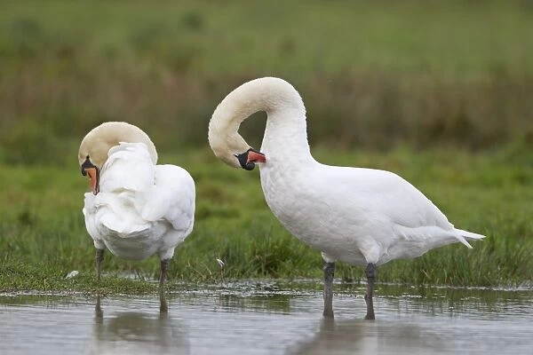 Mute Swan (Cygnus olor) adult pair, preening, standing at edge of pond, Suffolk, England, November