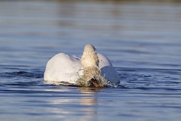 Mute Swan (Cygnus olor) adult, shaking head in water during bathing, Suffolk, England, November