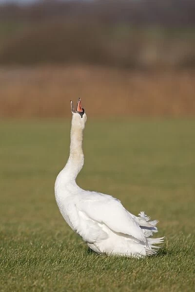Mute Swan (Cygnus olor) adult, shaking neck feathers into position after preening, standing in grazing marsh, Suffolk