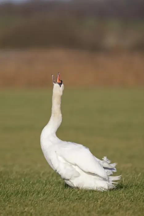 Framed Print : Mute Swan (Cygnus olor) adult, shaking neck feathers into position after preening, standing in grazing marsh, Suffolk Framed Print : Mute Swan (Cygnus olor) adult, shaking neck feathers into position after preening, standing in grazing marsh, Suffolk